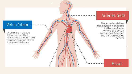 cardiovascular system